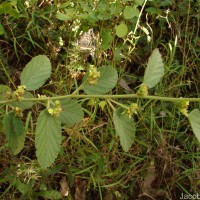 Waltheria indica L.